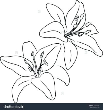 400x426 Lily Flower Outline - Lily Flower Tattoo Drawing