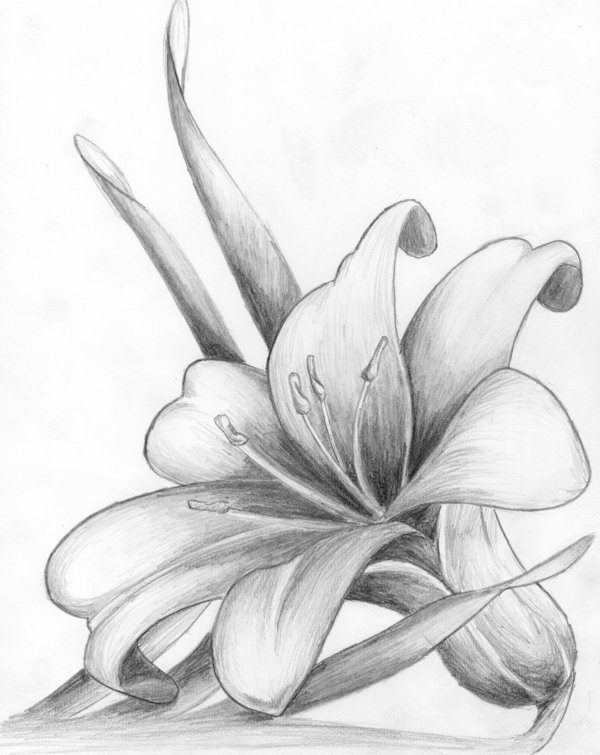 600x755 amaryllis drawing lily tattoo for free download - Lily Flower Tattoo Drawing