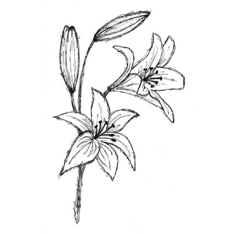 Stargazer Lily Sketch at PaintingValley.com | Explore collection of ...