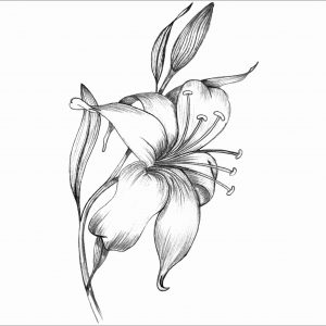 Lily Line Drawing at PaintingValley.com | Explore collection of Lily ...