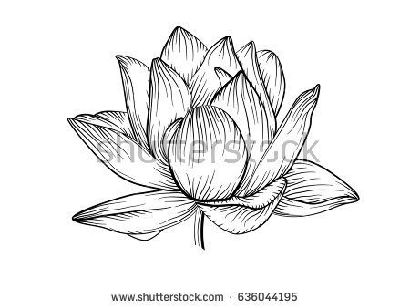 450x338 Lily Line Drawing - Lily Line Drawing