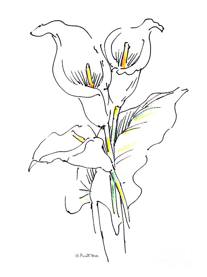 675x900 Lily Watercolor Drawing Painting - Lily Line Drawing