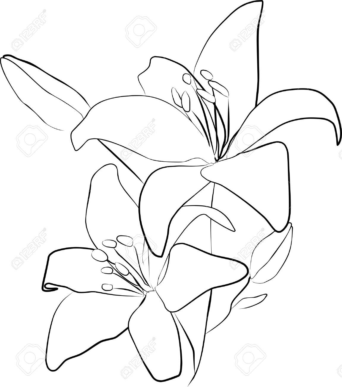 1151x1300 Lily Drawing Free Download - Lily Line Drawing