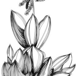 249x249 Line Drawing Of Veratrum Californicum Note The Large Lily Like - Lily Line Drawing