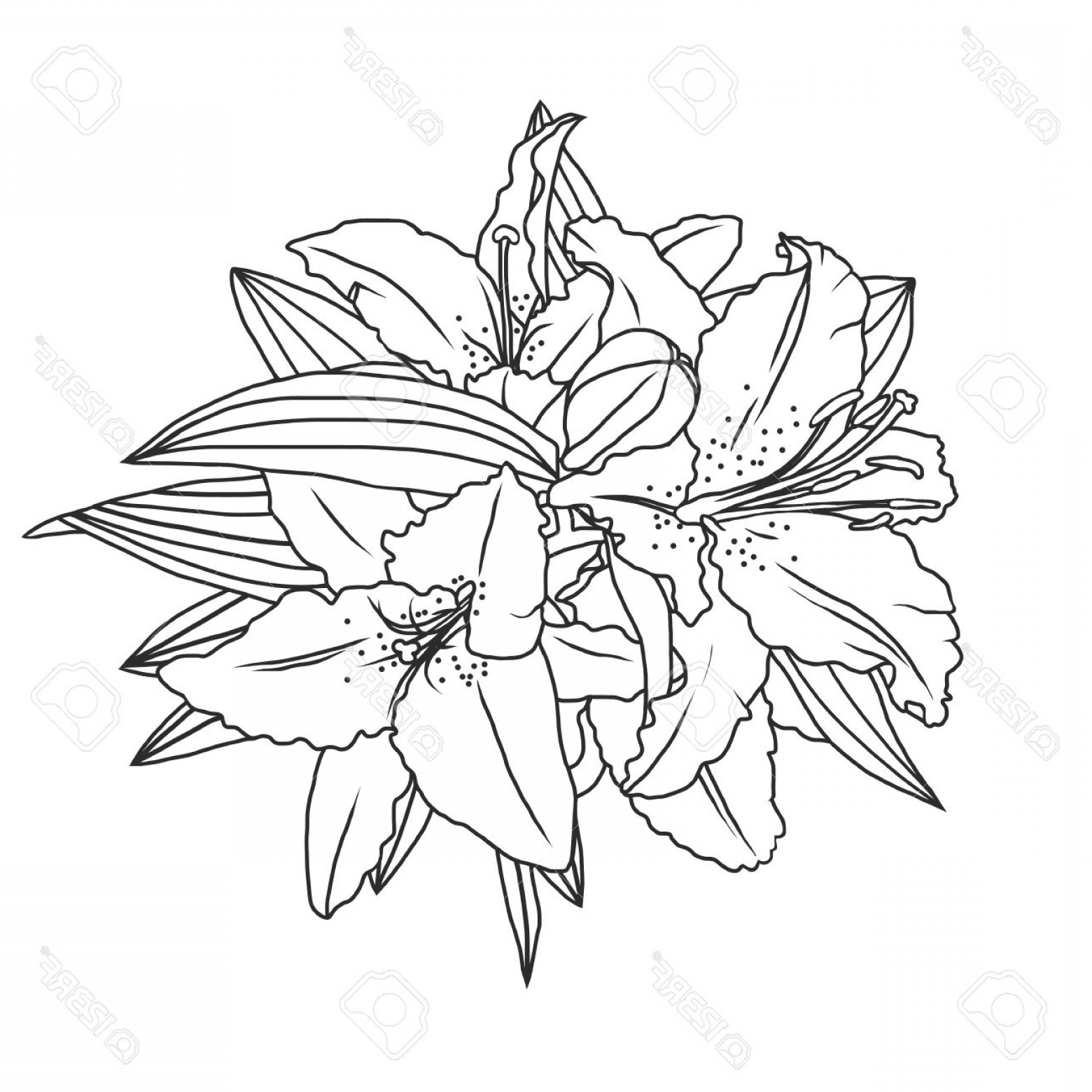 1560x1560 Photostock Vector Line Drawing Lily Flowers And Leaves Hand Drawn - Lily Line Drawing