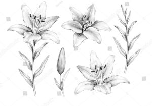 300x210 sketch of a lily flower how to draw a lily flower - Lily Line Drawing