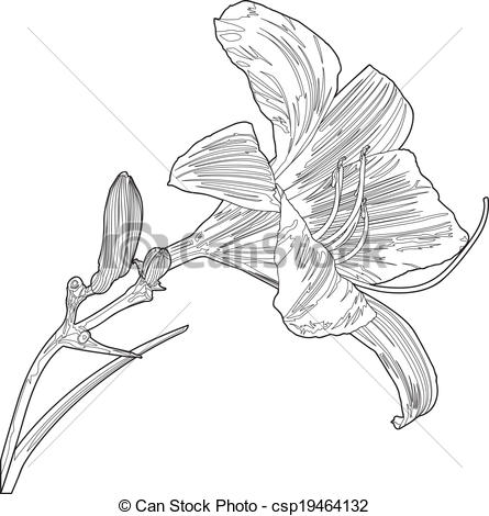 445x470 Yellow Lily Line Art This Is A Vector Line Drawing Of A Yellow - Lily Line Drawing