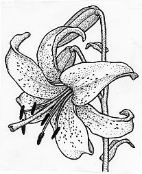 207x254 Lily Patterns Lilies Drawing - Lily Line Drawing