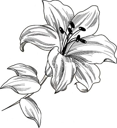 412x450 Lily Tattoo Body Art Lilies Drawing, Tattoo Drawings, Lily - Lily Line Drawing