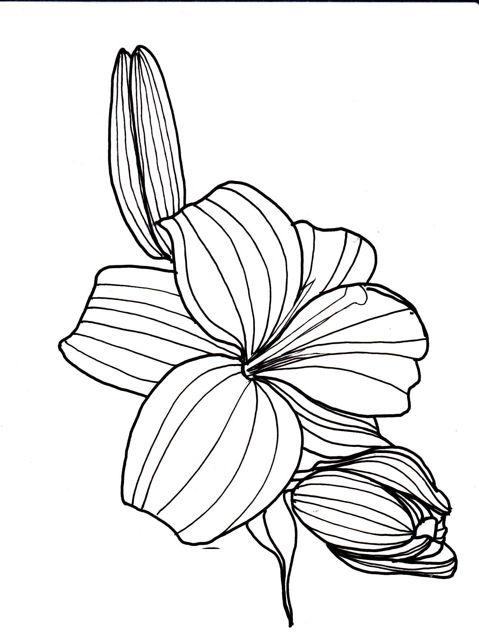 1576x2088 Line Drawing - Lily Line Drawing