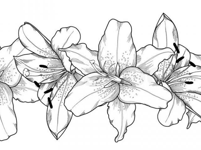 640x480 Drawn Lily Line - Lily Line Drawing