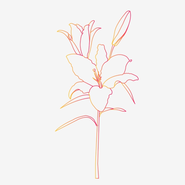 640x640 Gradient Hand Drawn Botanical Flower Lily Line Artwork Element - Lily Line Drawing