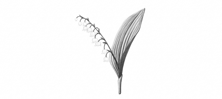 Lily Of The Valley Drawing
