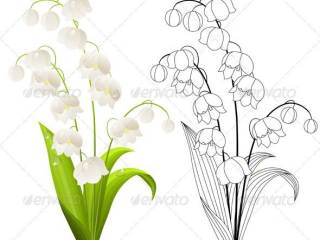 640x480 Lily Of The Valley Clipart Line Drawing - Lily Of The Valley Drawing