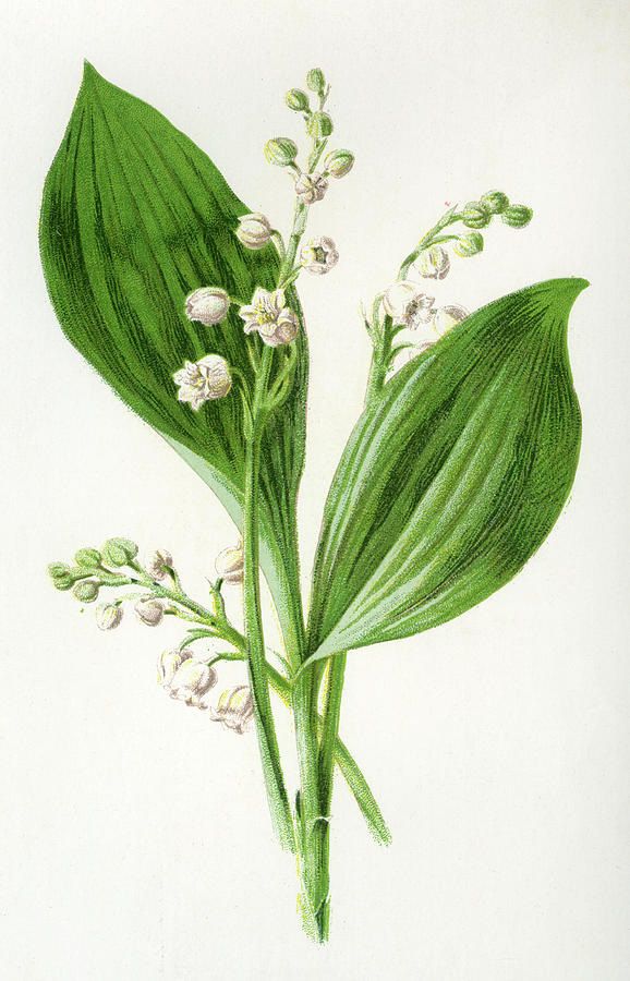 Lily Of The Valley Drawing at Explore collection