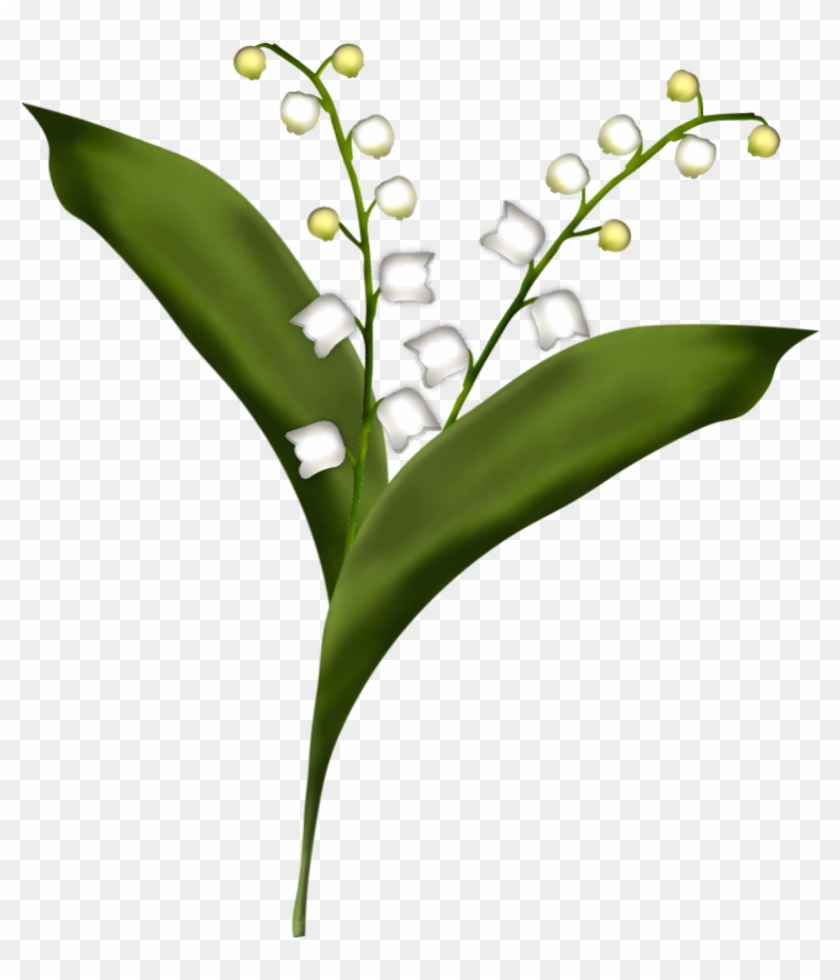 840x980 Lily Of The Valley Drawing - Lily Of The Valley Drawing