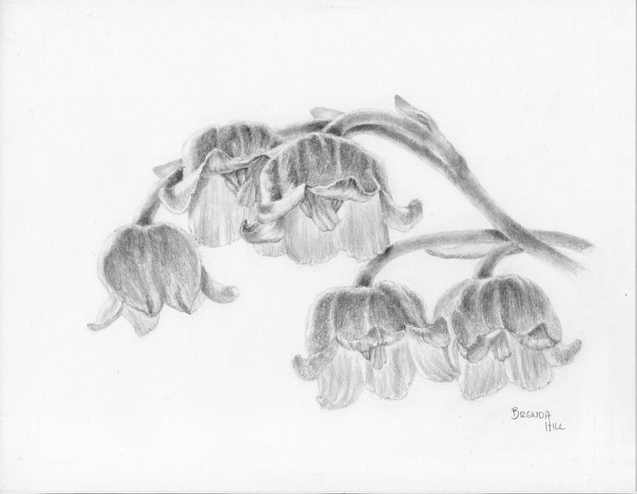 900x698 Lily Of The Valley Drawing - Lily Of The Valley Drawing