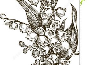 300x210 Lily Of The Valley Flower Drawing Vector Image Flowers Draw Hand - Lily Of The Valley Drawing