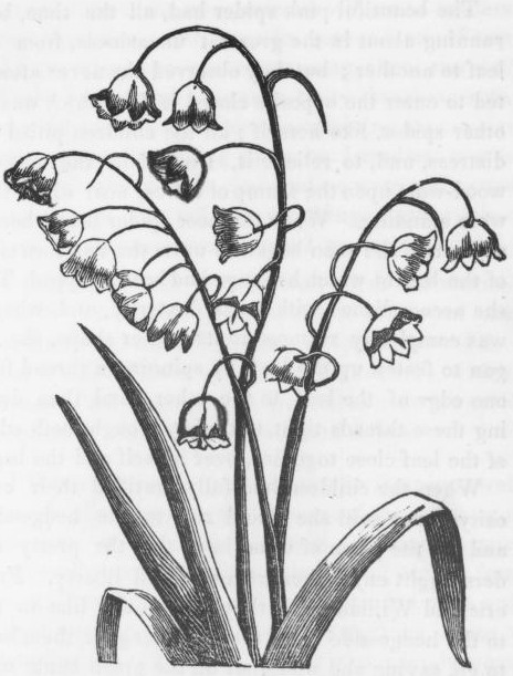 464x611 Lily Of The Valley Drawing - Lily Of The Valley Drawing