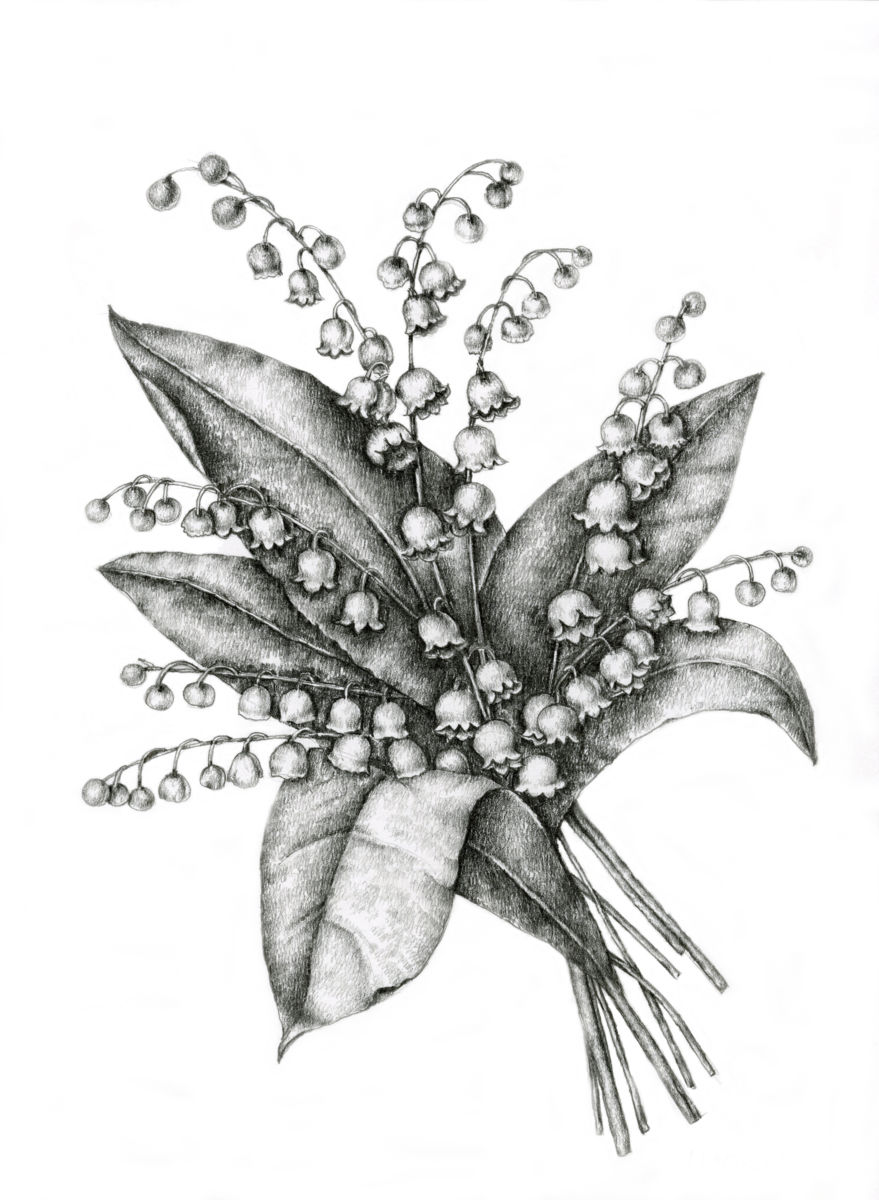 879x1200 Lily Of The Valley Drawing - Lily Of The Valley Drawing