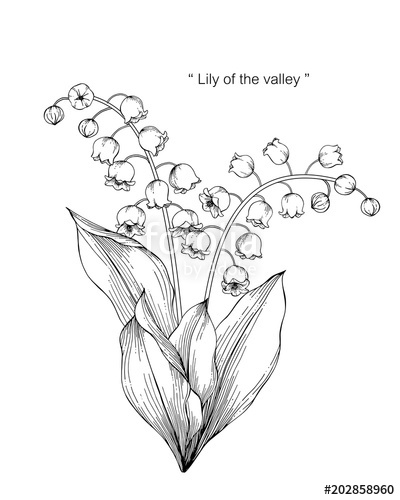 400x500 Lily Of The Valley Flower Drawing Illustration Black And White - Lily Of The Valley Drawing