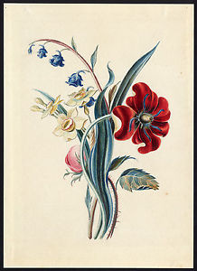 218x300 Antique Drawing Poppy Lily Lily Of The Valley Rose Anonymous - Lily Of The Valley Drawing