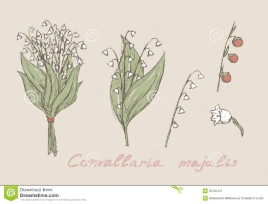 526x400 Simple Lily Of The Valley Drawing Tats How To Draw Hands, Lily - Lily Of The Valley Drawing