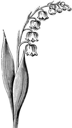 236x417 Black And White Drawing Lily Of The Valley Flower - Lily Of The Valley Drawing