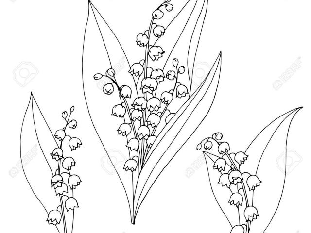 640x480 Free Lily Of The Valley Clipart, Download Free Clip Art - Lily Of The Valley Drawing