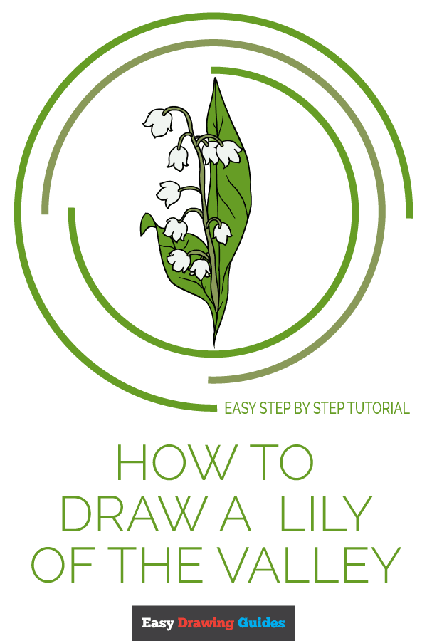 600x900 How To Draw A Lily Of The Valley - Lily Of The Valley Drawing