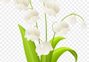 300x210 Lily Of The Valley Flower Drawing - Lily Of The Valley Flower Drawing