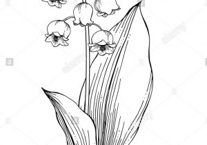 300x210 lily of the valley flower drawing lily of the valley flower - Lily Of The Valley Flower Drawing