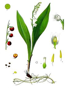 220x286 Lily Of The Valley - Lily Of The Valley Flower Drawing