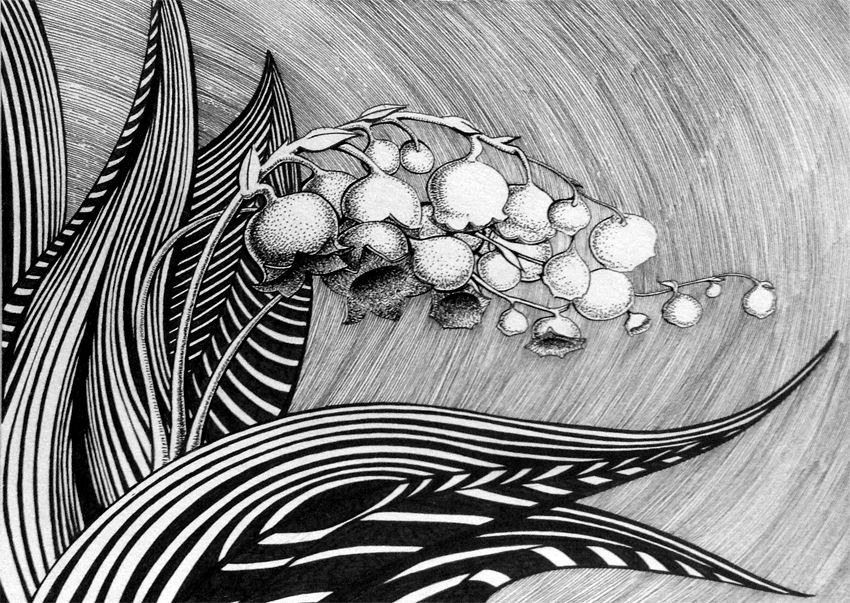 850x603 Lily Of The Valley Drawing - Lily Of The Valley Flower Drawing