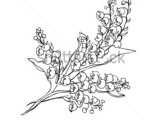 640x480 Lily Of The Valley Tattoo Drawing Small Lily Tattoos Meanings - Lily Of The Valley Flower Drawing