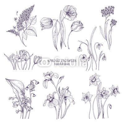 400x400 Set Of Gorgeous Botanical Drawings Of Spring Flowers - Lily Of The Valley Flower Drawing