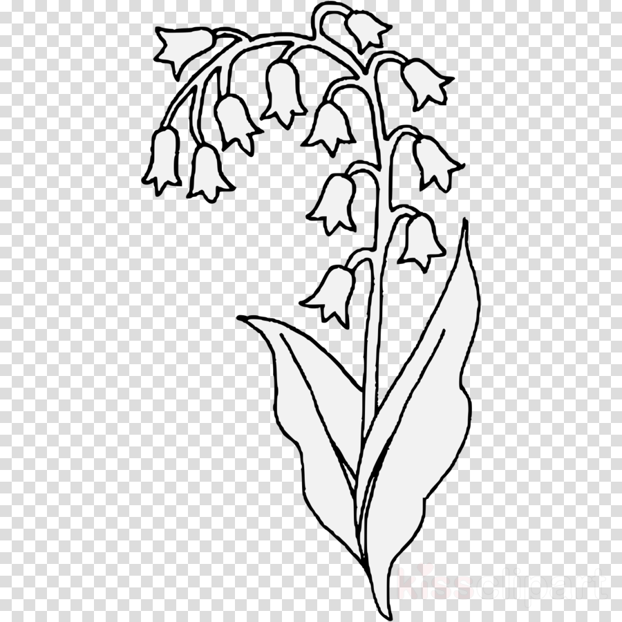 Lily Of The Valley Line Drawing at Explore