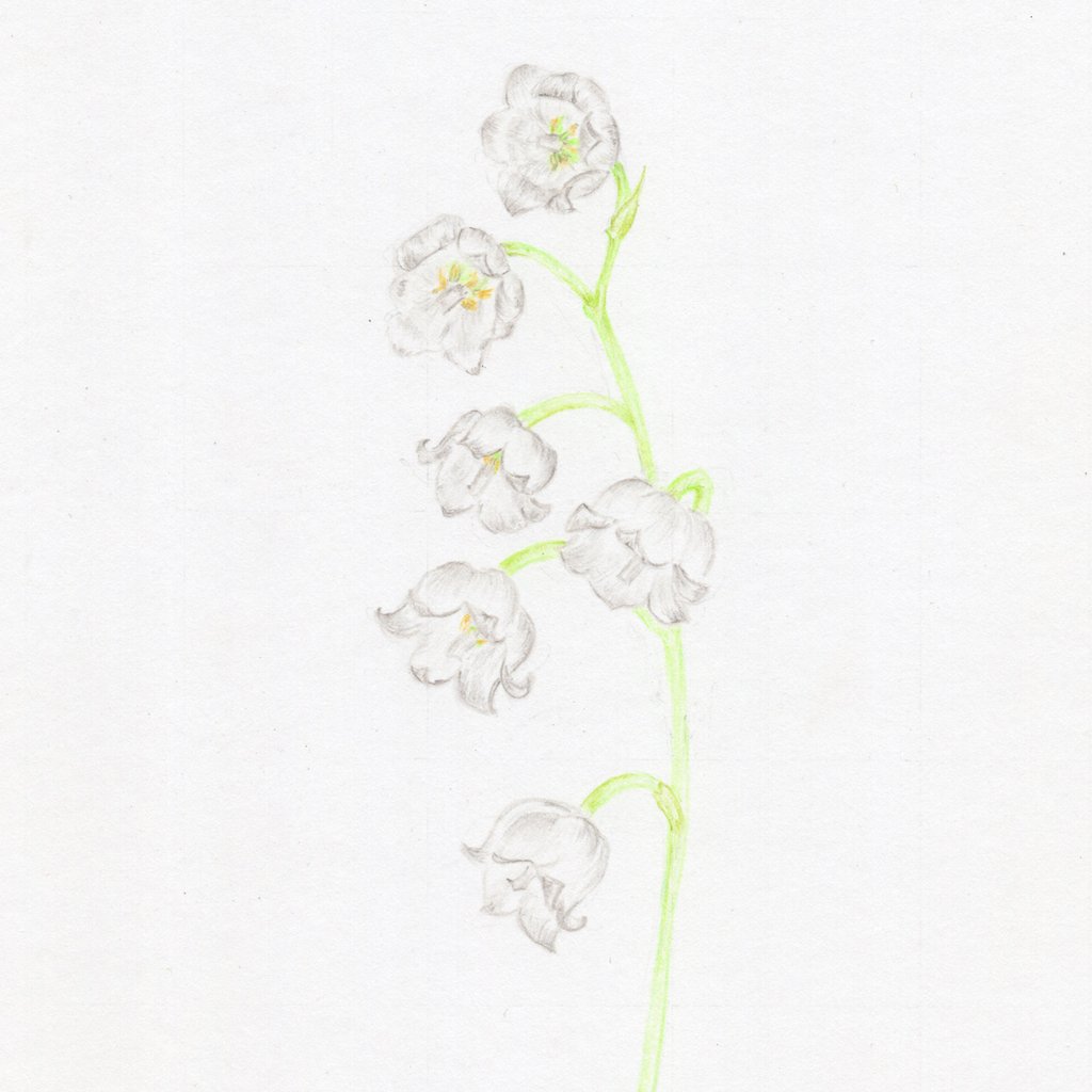 1024x1024 lilly of the valley original botanical drawing carmen hui art - Lily Of The Valley Line Drawing
