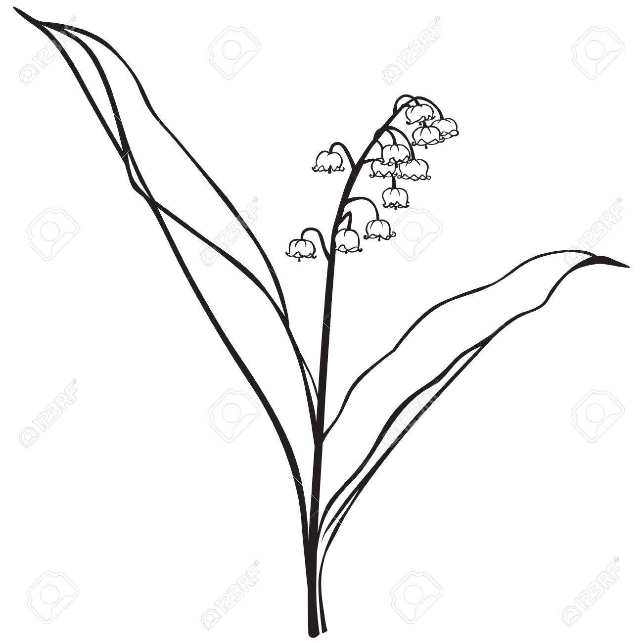 Lily Of The Valley Line Drawing at PaintingValley.com | Explore ...