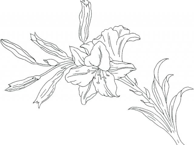 640x480 Lily Of The Valley Clipart Line Drawing - Lily Of The Valley Line Drawing