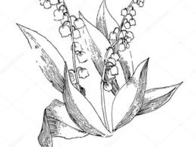 640x480 Lily Of The Valley Clipart Line Drawing - Lily Of The Valley Line Drawing