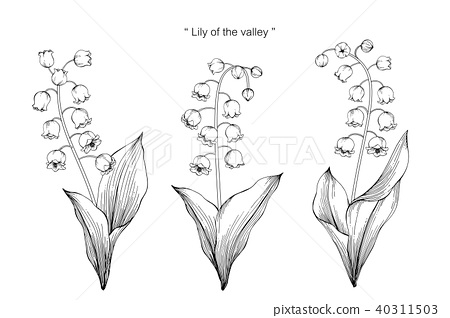 450x318 Lily Of The Valley Flower Drawing Illustration - Lily Of The Valley Line Drawing