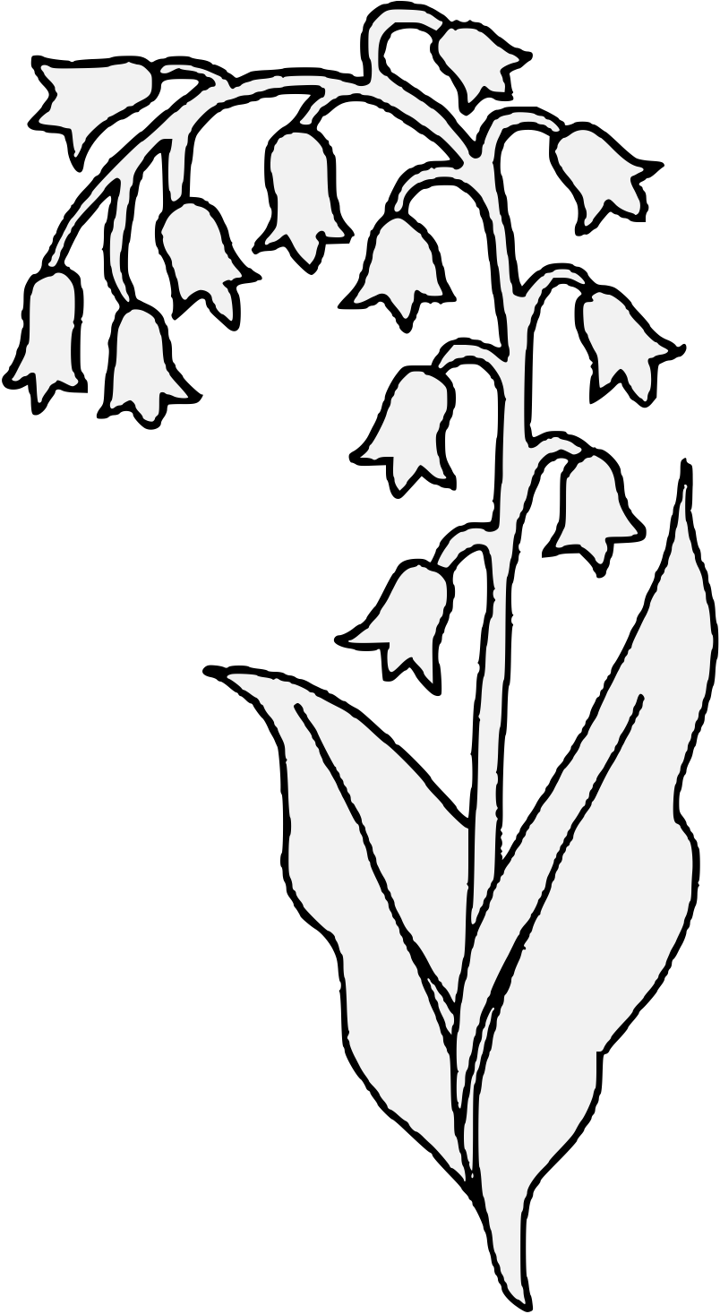 804x1467 Lily Pad Flower Image Free Library Black And White - Lily Of The Valley Line Drawing