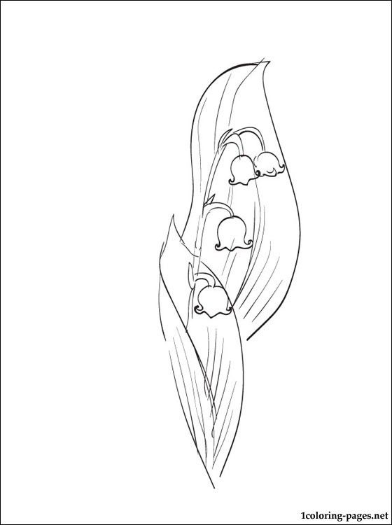 560x750 May Coloring - Lily Of The Valley Line Drawing