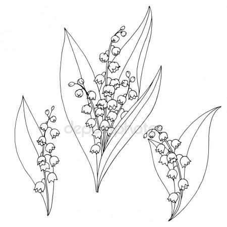 Lily Of The Valley Line Drawing at PaintingValley.com | Explore ...