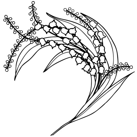 550x550 Lily Of The Valley Scientific Drawing - Lily Of The Valley Line Drawing