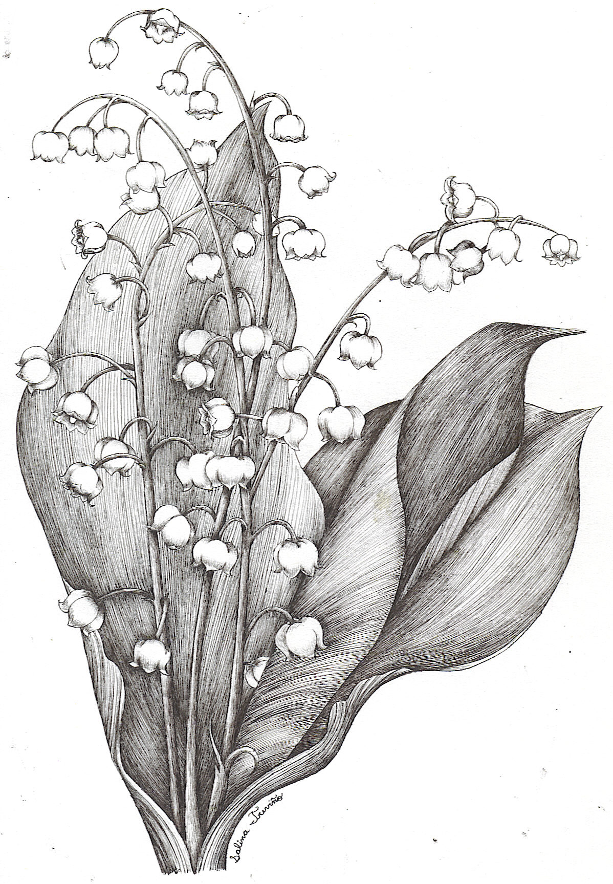 1198x1727 Lily Of The Valley Tattoo - Lily Of The Valley Line Drawing