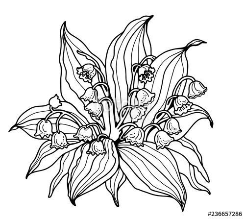 500x447 Lily Of The Valley Coloring Line Drawing Stock Photo - Lily Of The Valley Line Drawing