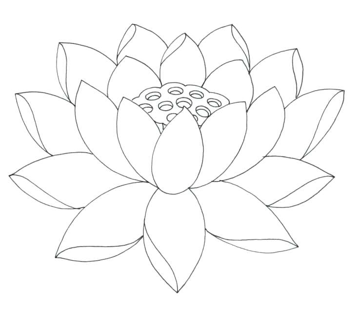 736x642 Flower Drawing Outline Lily Pad Coloring - Lily Outline Drawing