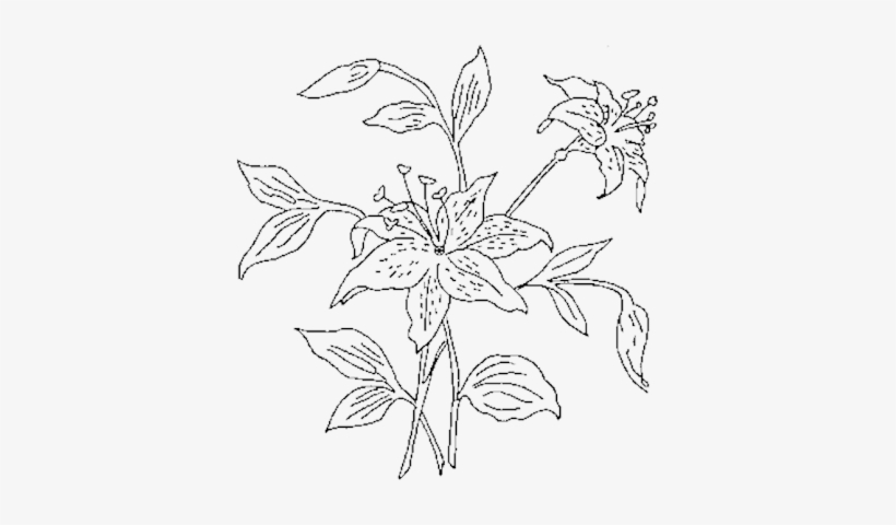 820x480 Flower Outline Png - Lily Outline Drawing